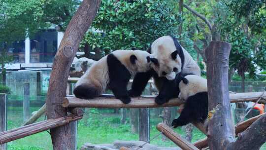 动物大熊猫视频合集