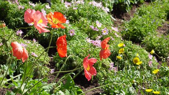 【镜头合集】橘红色野花鲜花开花