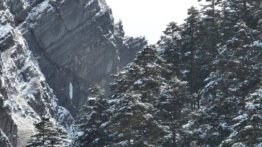 航拍湖北神农架原始森林群山冬季雪景雪松视频素材模板下载