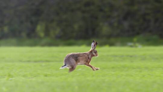 野兔在野外奔跑