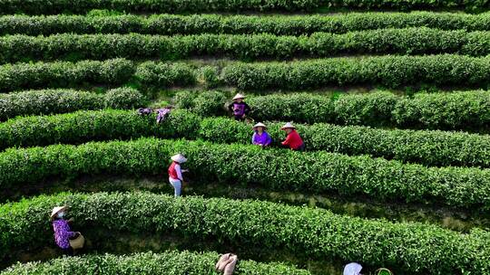 茶田茶树茶农采茶采摘茶叶