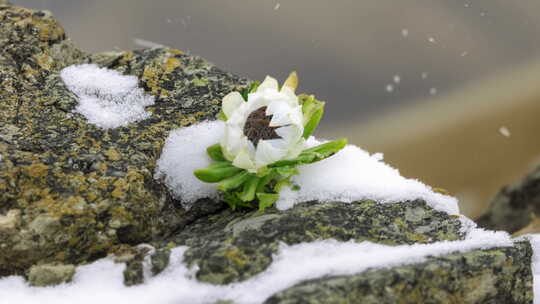 风雪里石缝中天山雪莲