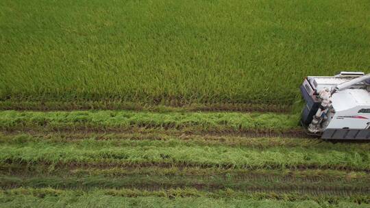 收割机割稻子丰收机械化生产-新片