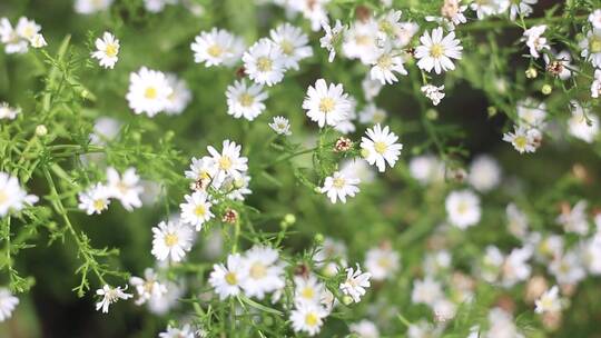 特写白色雏菊花