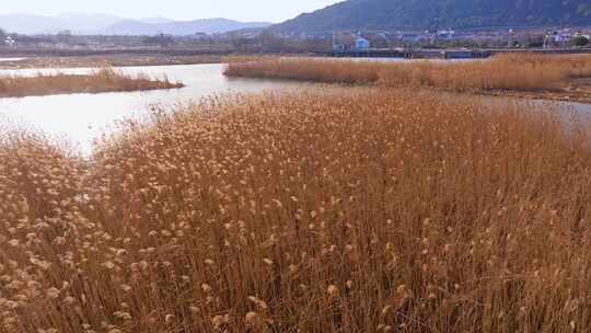 太湖花海 苏州  水边芦苇荡 自然风光