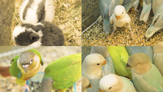 花鸟市场鹦鹉兔子