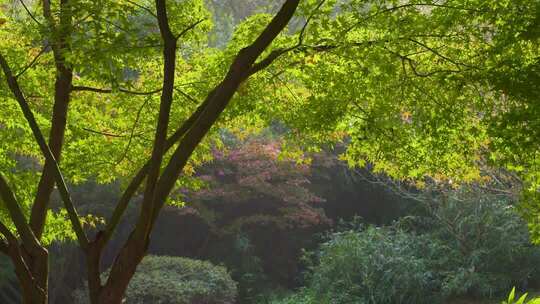 阳光下茂密枝叶的树林景象