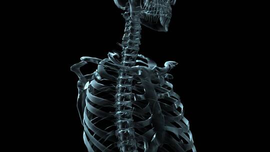人体钢架旋转的3D医学动画