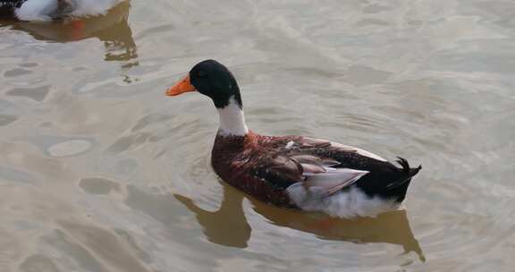 池塘里快乐的鸭子