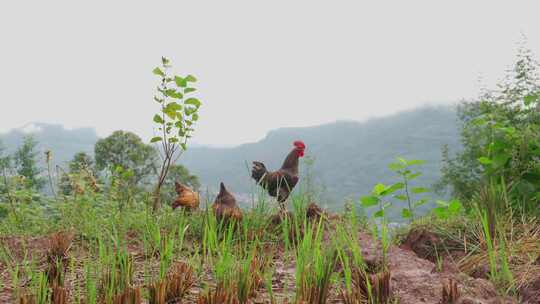 农村散养鸡鸭鹅三农生态视频素材模板下载
