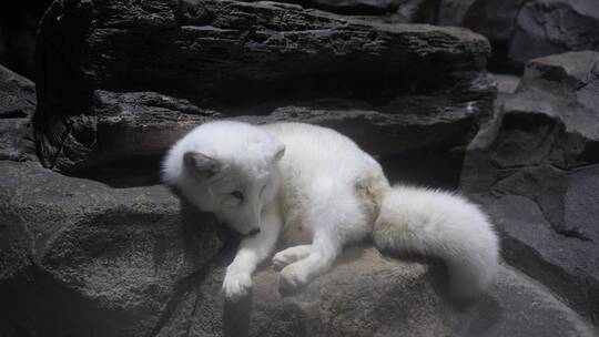 北极狐白狐休息睡觉懒散视频素材模板下载