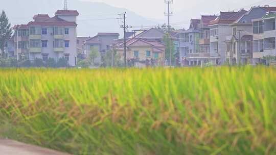 丰收秋天稻田水稻稻穗特写