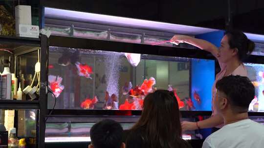 观赏鱼 观赏鱼市场 养鱼 卖鱼 视频素材模板下载