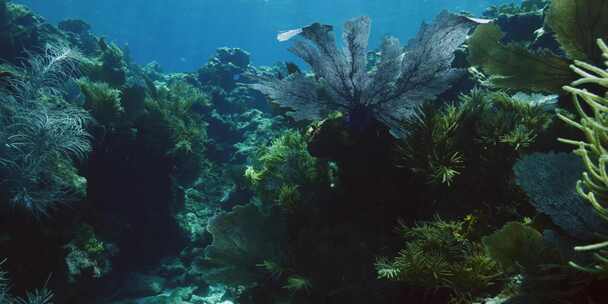 海洋，水下，海洋生物，海洋蔬菜