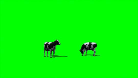 绿幕-动物-两只奶牛