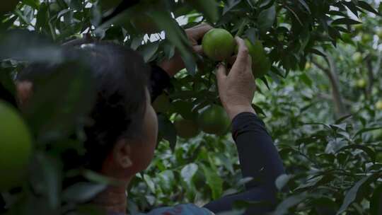 高清实拍橘子园水果丰收农村视频素材模板下载