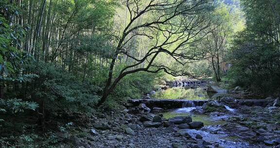 阳光溪流山涧密林原始生态风光