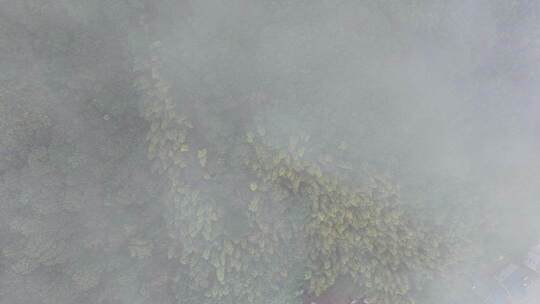 航拍雨后的云雾山脉森林江南秋景