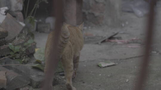 老城厢的野猫