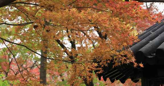 秋天阳光风吹火红枫叶古建筑局部特写