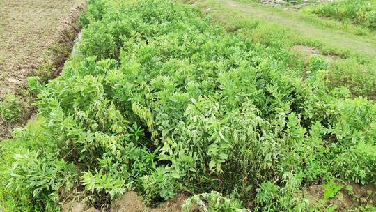 春天绿色植物实拍景色