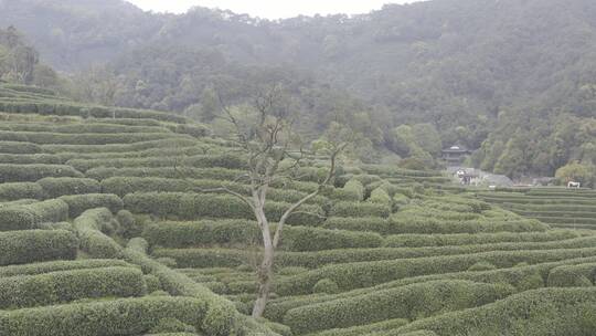 杭州西湖梅家坞茶园茶山