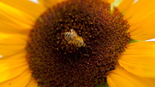 蜜蜂在向日葵上采集花蜜