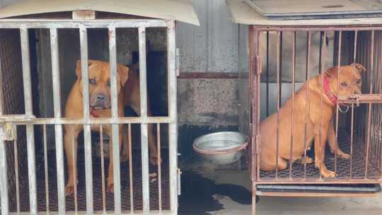 笼子斗狗川东猎犬