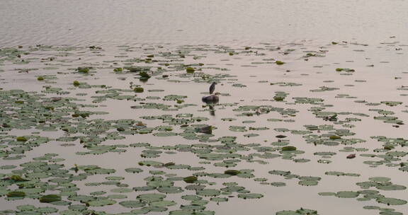 旅游景区航拍南京玄武湖夜鹭 远推近 阳光