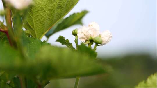 桑葚花期到果实从花期到成熟不同的形态