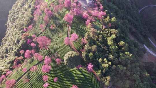 云南大理无量山樱花谷日出冬樱花和茶园航拍