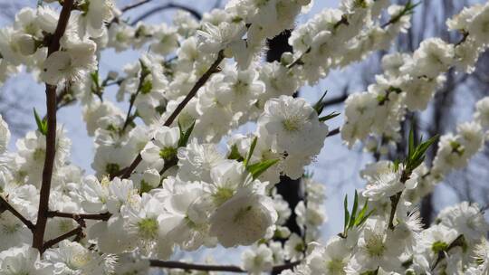 【镜头合集】白色花朵花瓣桃花梅花