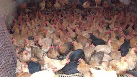 农业养殖家禽土鸡实拍
