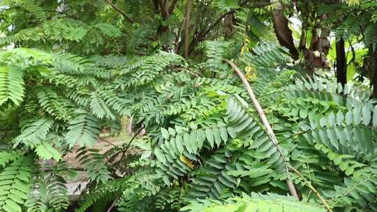 茂密绿植自然景观