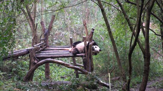 国宝大熊猫动物萌宠四川成都