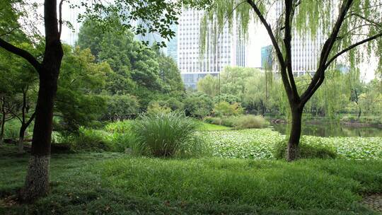 杭州江干区世纪花园公园视频