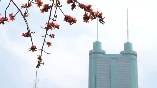 木棉花与城市高楼景观