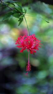 吊顶扶桑花特写