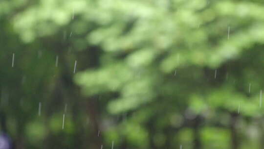 谷雨下雨雨滴滴落树叶