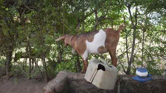 一只山羊在一个乡村慢动作吃东西的电影镜头。一个N的志愿农场项目视频素材模板下载