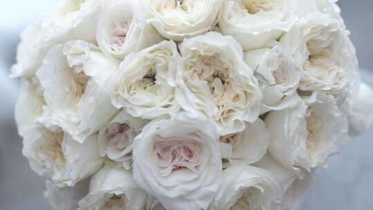 婚礼 浪漫白玫瑰视频素材模板下载