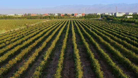 航拍宁夏万亩枸杞种植基地视频素材模板下载