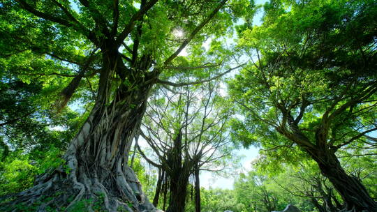 绿树成荫的夏日森林阳光穿透树林的自然风光