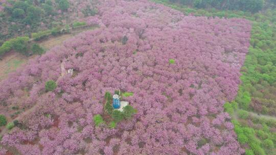 湖南省常宁市百万樱花园4k航拍风光