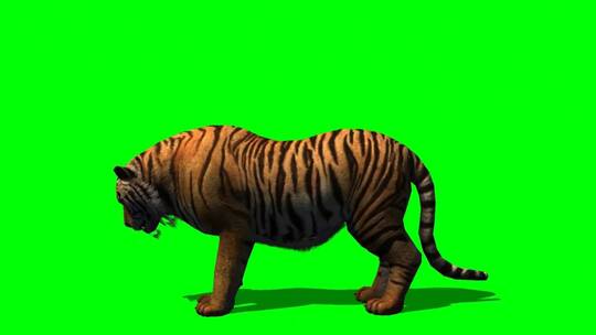 绿幕-动物-老虎站着休息