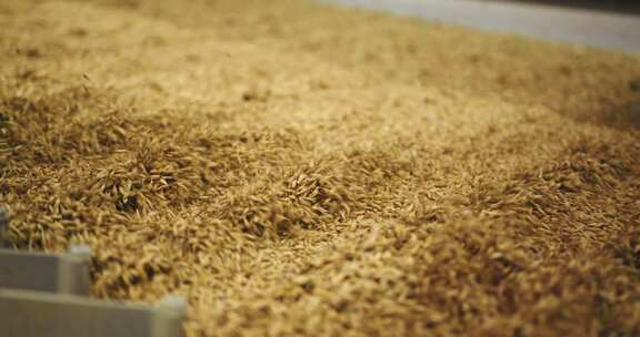 大麦粒加工在电梯干燥和储存准备中的应用