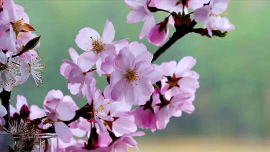 春天桃花盛开在枝头视频素材模板下载