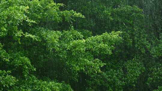 雨滴雨水谷雨绿叶植物