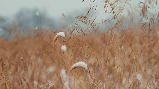 冬天下雪后草地上的积雪特写