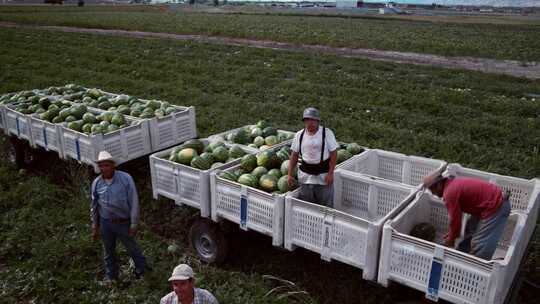 西瓜种植基地农业大片西瓜丰收采摘机械化